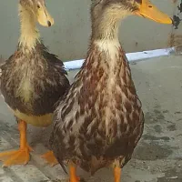 اردک