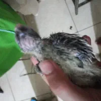 ۱عدد جوجه عروس هلندی
