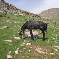 ۲عدداسب ۶به۷ سال کاری باری