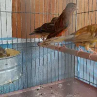 جفت قناری سرخ با جوجه
