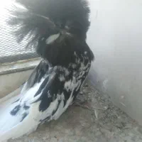 کبوتر نوکقناریه ماده  نوکقنار مست