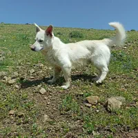 سگ پاکوتاه
