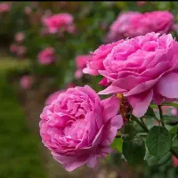گل محمدی|گل و گیاه طبیعی|خزل, |دیوار