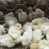 جوجه بوقلمون بیوتی و گلپایگانی