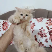 گربه پرشین