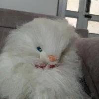 عروسک گربه شاسخین سخنگو