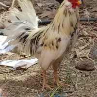 خروس|حیوانات مزرعه|کهک, |دیوار