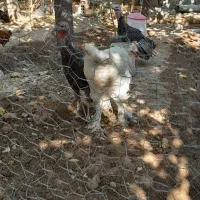مرغ برهما قول پیکر
