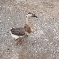 قوغاز