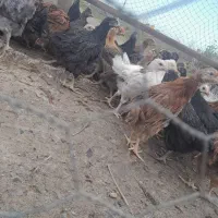 جوجه کبابی گلپایگانی