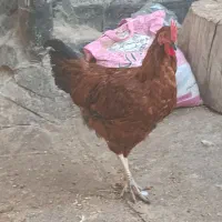 خروس