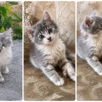 واگذاری بچه گربه نر ۴ماهه