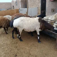 گوسفند