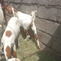 دوعدد کیسه دوقلو زاه