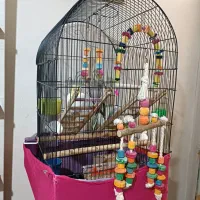 عروس هلندی به همراه مرغ عشق
