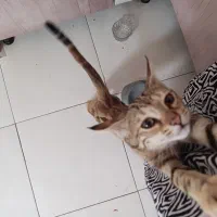 پیشی ناز چهار ماهه