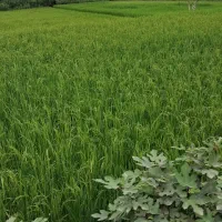 فروش برنج طارم هاشمی شمال