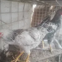 مرغ و خروس