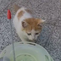 گربه