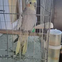عروس ماده آماده