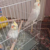 عروس هلندی  جفت