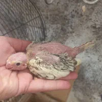 طوطی عروس سرلاکی ،فقط ۴۰۰
