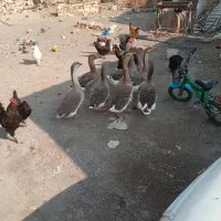 قاز ۵تا ۶تومن