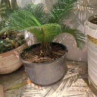 سیکاس|گل و گیاه طبیعی|رشت, پیرکلاچای|دیوار