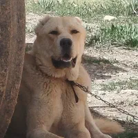 سگ آلابای شناسنامه دار