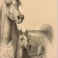 کره مادیان عرب دوسر وارداتی