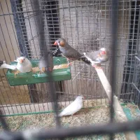 شش عدد فنچ کار فروشی ،