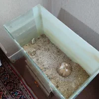 اکواریم