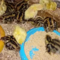 جوجه۸روزه بلدرچین  تعداد ۱۰۰ عدد