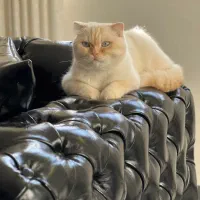 سیمبا پسر محبوب اسکاتیش