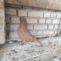 کبوتر رنگی