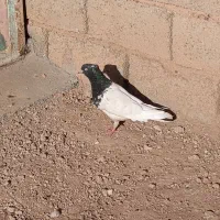 شوش|پرنده|شوش, |دیوار