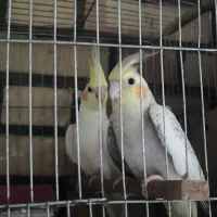 جفت عروس هلندی