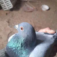کبوتر