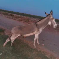 الاغ اخته
