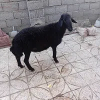 بره نر برای نسل کشی