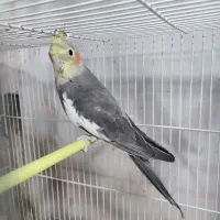 نر عروس هلندی