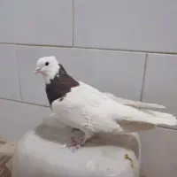 کفتر طوقی ماده