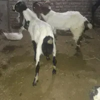 بزنر