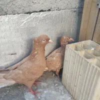 زرد ماده چشم نوک سفید با جوجه