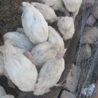 بوقلمون‌گوشتی