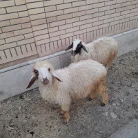 بره نر