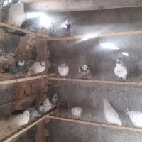 سلام کبوتردرجه یک ساعت بالافروشی