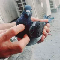 کبوتر گم شده