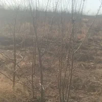 نهال فروشی گوجه سبز.بادام دوساله .دسته بیلی