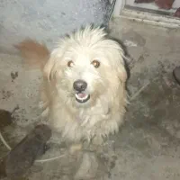 واگذاری شیتزو1500